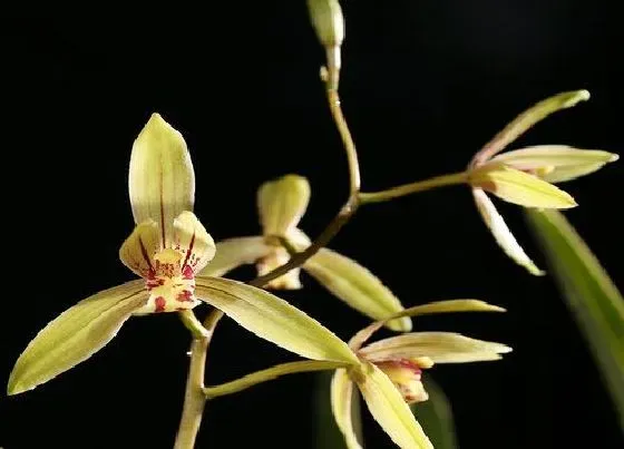 植物种类|最普通的兰花品种 最常见的兰花有多少品种