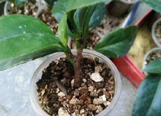 种植土壤|花盆土总太潮湿不干怎么办（盆栽土一直是湿太黏怎么回事）