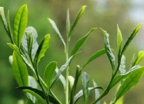 食用常识|太平猴魁属于什么茶