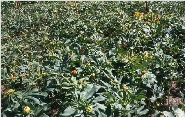 重楼种植技术 如何种植重楼？ | 种植技术