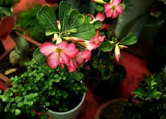 冬天植物|沙漠玫瑰耐寒最低温度是多少（沙漠玫瑰冬天怎么过冬）