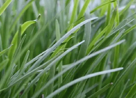 植物百科|韮菜是什么季节的菜