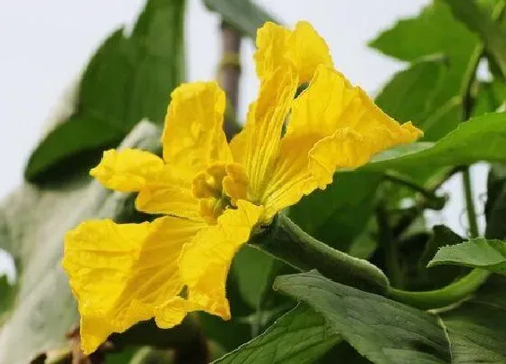 植物百科|丝瓜花是单性花吗