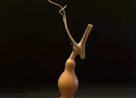 植物寓意|葫芦的寓意与风水 象征寓意与风水作用
