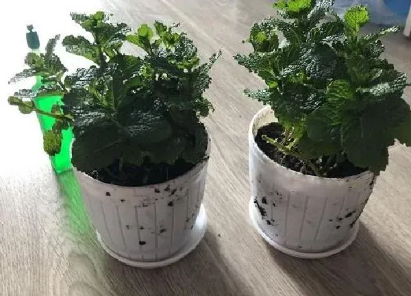 盆景|薄荷盆景怎么养护方法