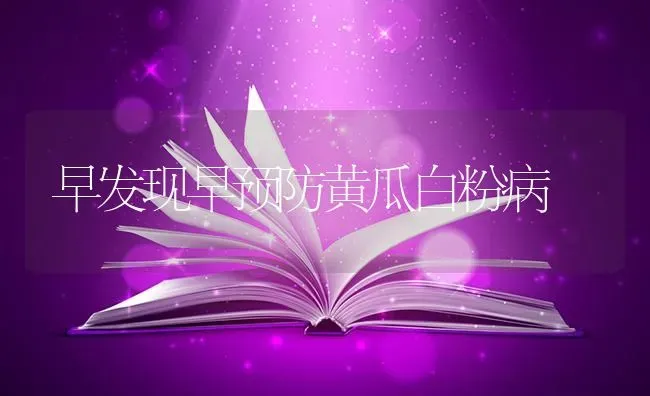 早发现早预防黄瓜白粉病 | 瓜果种植