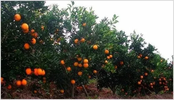 高产脐橙的种植管理技巧 | 农业技术