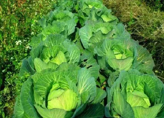 种植管理|卷心菜几月份种植合适