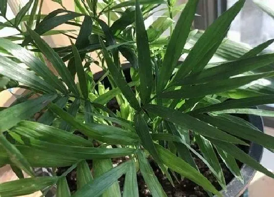风水百科|散尾葵风水摆放三不要 摆放在家里哪个位置好