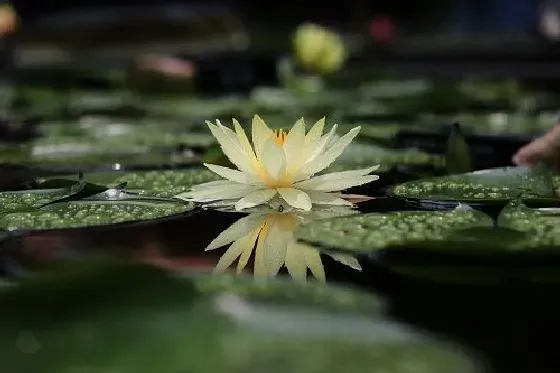 开花时间|睡莲几月份开花