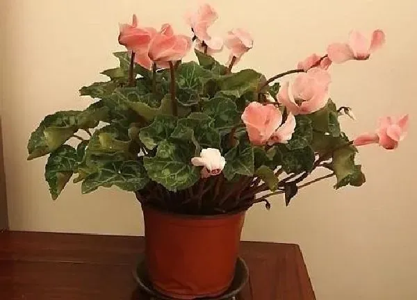 养殖科普|仙客来喜水还是喜旱