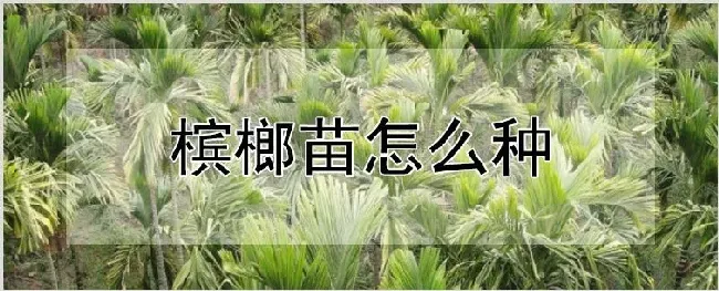 槟榔苗怎么种 | 种植资料