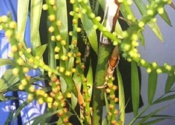 风水百科|散尾葵风水摆放三不要 摆放在家里哪个位置好