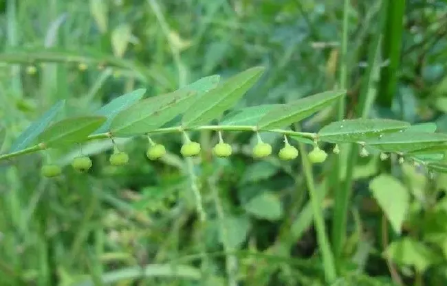 功效常识|叶下珠草有什么作用