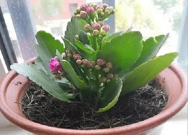 植物移栽|换盆长寿花小苗多久能晒太阳（移栽长寿花几天能见光）