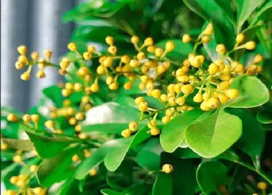 开花时间|米兰花一年开几次花