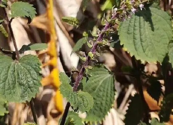 植物百科|荏子是什么植物类别