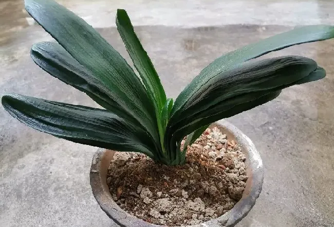 花卉风水|庭院种什么花风水好