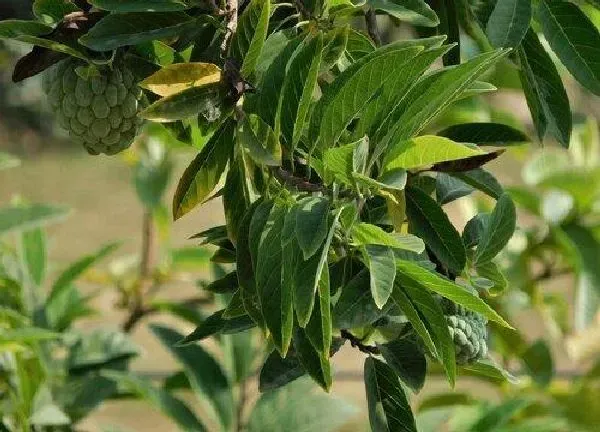 植物移栽|绿植换盆最佳时间及注意事项 什么时候换盆最好