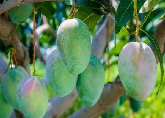 水果科普|青芒果放多久才自然熟 硬青芒果放几天可以成熟