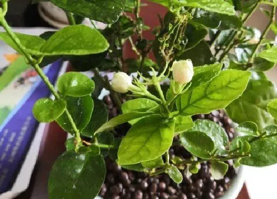 烂叶|茉莉花烂叶子原因及处理方法