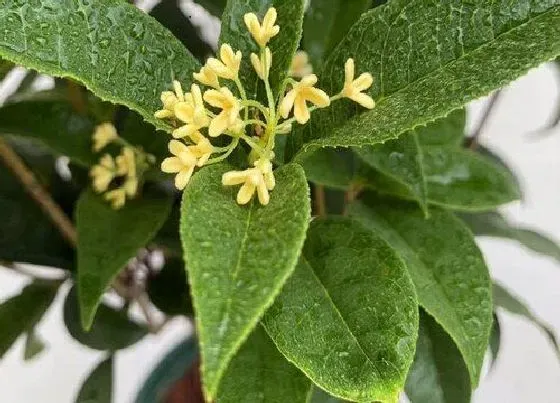 冬天植物|桂花树耐寒最低温度是多少（桂花树冬天怎样保护）