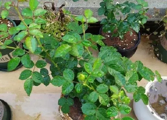 种植土壤|花盆土总太潮湿不干怎么办（盆栽土一直是湿太黏怎么回事）
