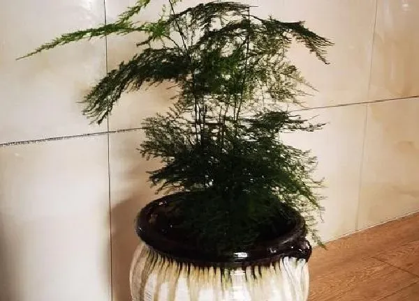 植物移栽|文竹移栽注意事项 如何栽成活率高