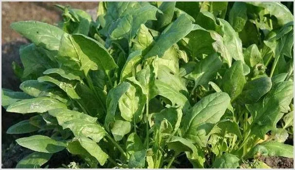 家庭种植菠菜高产优质管理技巧 | 种植资料