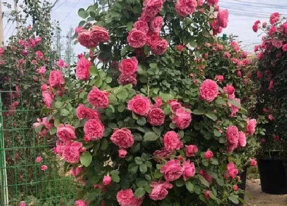 植物百科|藤本月季一年能长多高