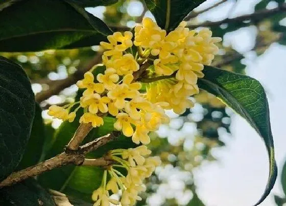 冬天植物|桂花树耐寒吗（桂花树耐寒最低温度及越冬方法）