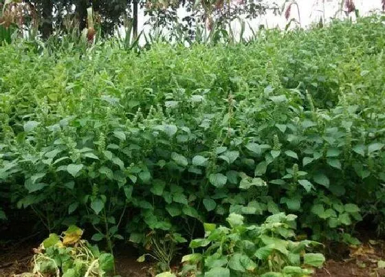 植物百科|荏子是什么植物类别