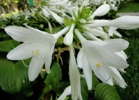 开花时间|玉簪一年开几次花 什么时候是开花季节