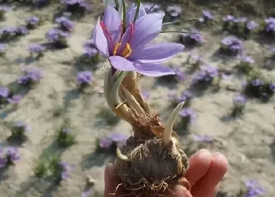 种球|藏红花种球可以种几年（藏红花球茎什么时间种植最好）