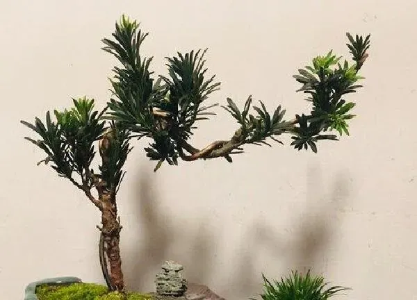 植物浇水|罗汉松多长时间浇一次水