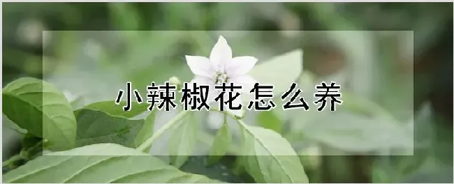 小辣椒花怎么养 | 种植资料