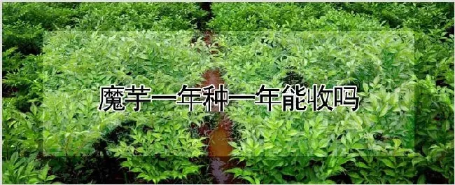 魔芋一年种一年能收吗 | 养殖技术