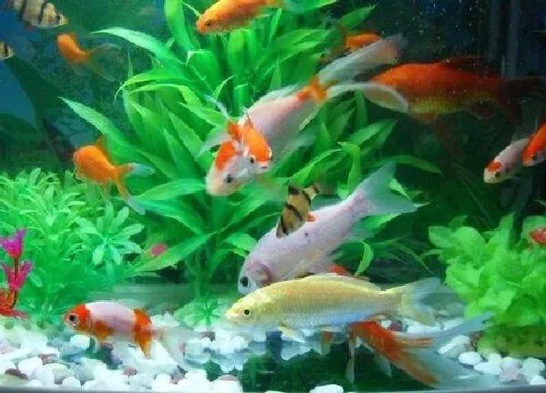 植物浇水|养鱼的水可以直接浇花吗 鱼缸水浇花方法
