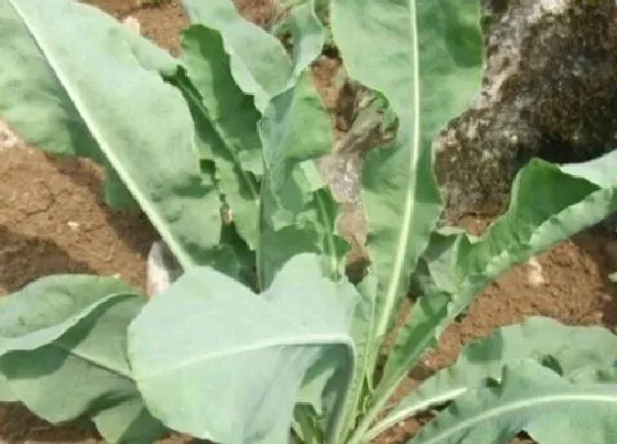 种植方法|板蓝根种植时间和方法 最佳种植季节