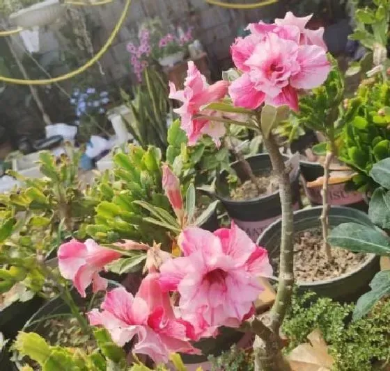 叶子发黄|沙漠玫瑰开花后叶子发黄怎么回事（花期黄叶子是什么原因）