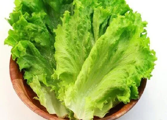 植物种类|适合秋播的蔬菜有哪些 适合秋天种植的蔬菜品种