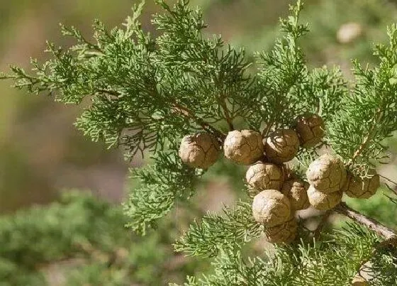 植物种类|柏树是什么树 属于什么科植物