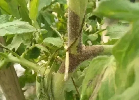 植物病害|番茄常见病害图谱和防治方法 番茄容易得的十种病