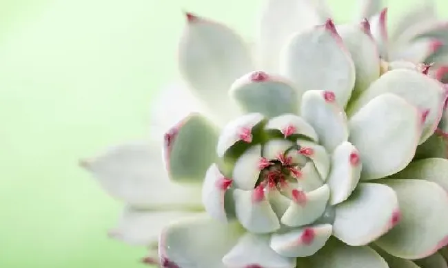 植物浇水|多肉不小心水浇多了怎么办（多肉植物浇多水了没事吧）