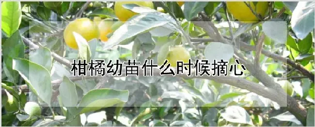 柑橘幼苗什么时候摘心 | 养殖技术