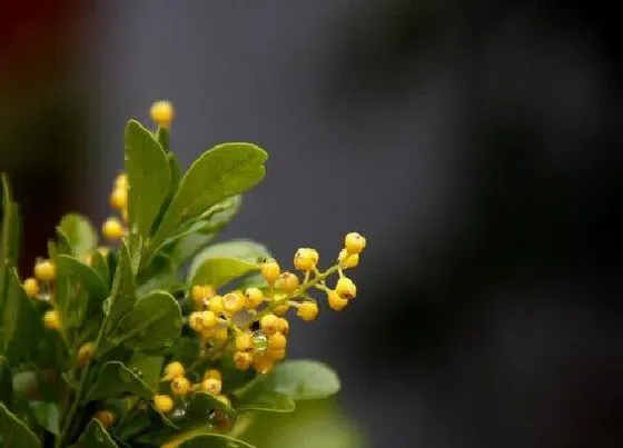 开花时间|米兰花一年开几次花
