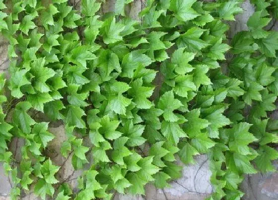 种植管理|爬山虎什么季节种植好