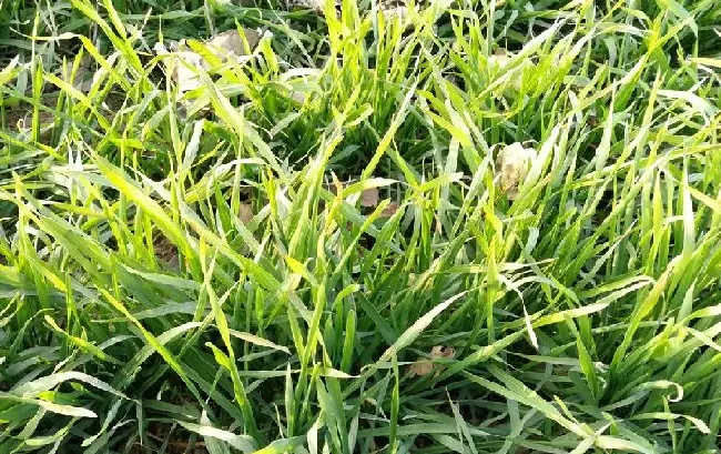 植物施肥|种小麦一亩地用多少复合肥，播种小麦每亩用多少复合肥）