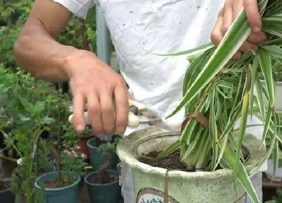 植物修剪|金边吊兰怎么修剪方法