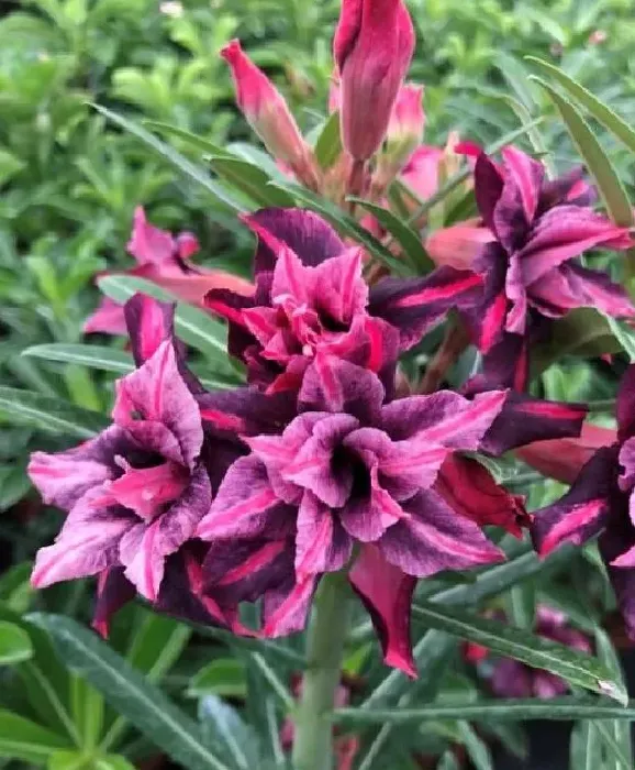 叶子发黄|沙漠玫瑰开花后叶子发黄怎么回事（花期黄叶子是什么原因）